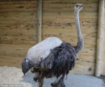 澳门美高梅官网英国一家动物园近日正在号召全国会织毛衣的人们帮助他们给一